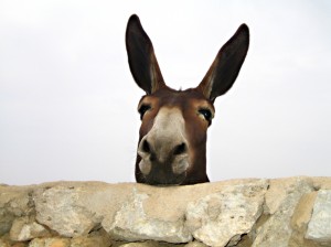 donkey